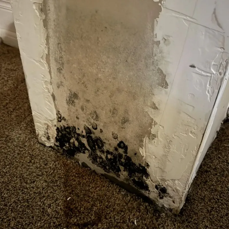 Professional Mold Removal in Brookings, SD